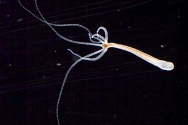 Hydra kraken