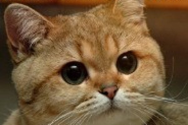 Кракен пишет пользователь не найден